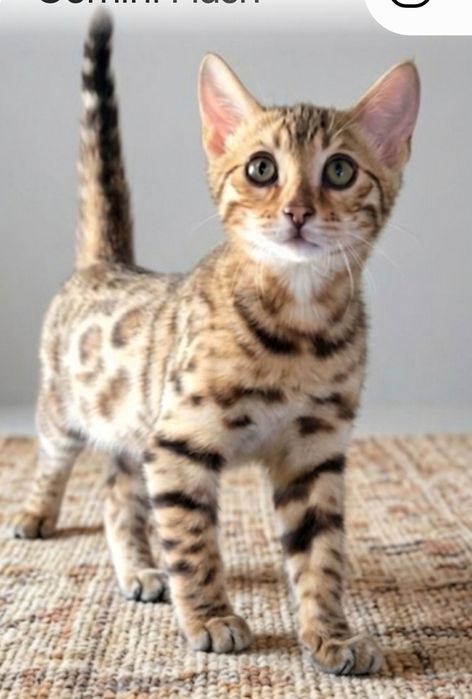 Bengal femea pura