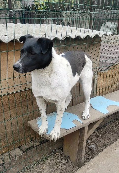 Цуценя в добрі руки