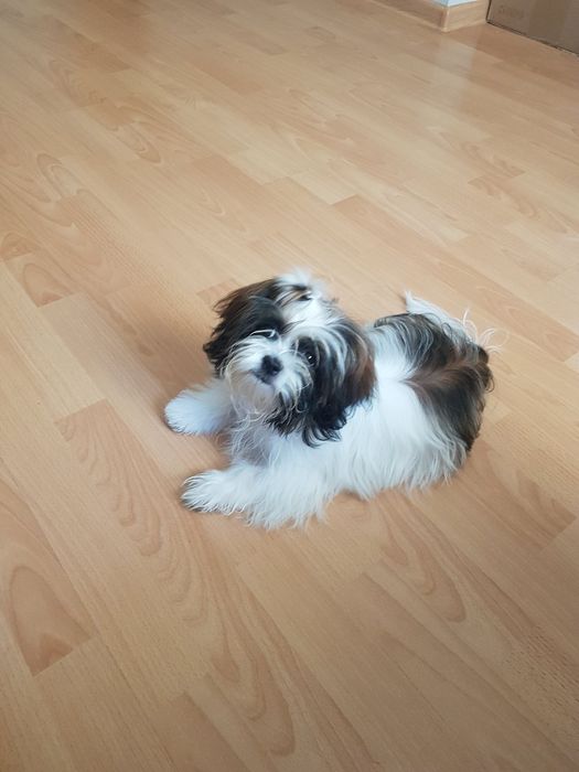 Продам собаку породи Ши-цу міні