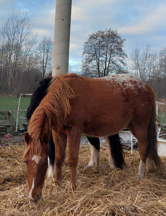 Ogierek tinker i miks