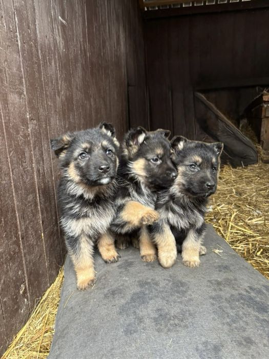 Цуценята німецької вівчарки 2 місяці