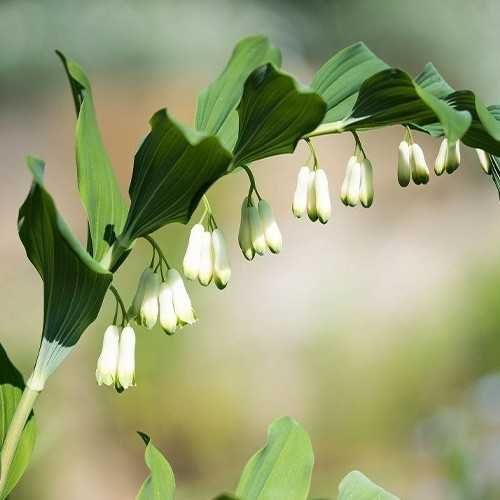 Купіна багатоквіткова Алліум Барвінок Барвінок ряболистий Традексанція багаторічна