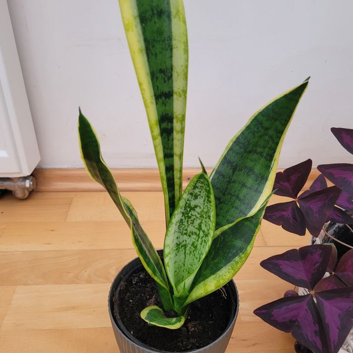 Kwiaty  sensavieria ,trzykrotka i inne