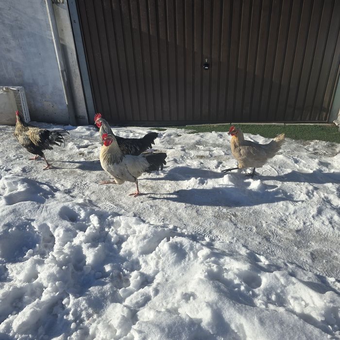 Koguty sprzedam do dalszego chowu
