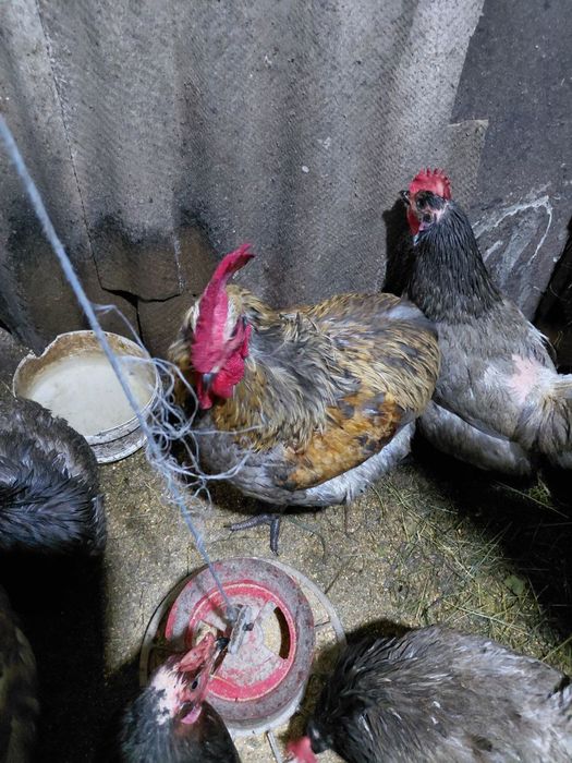 Продам домашню птицю