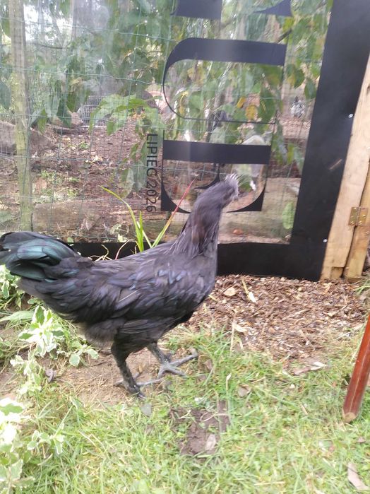 Ayam cemani  kogutek z czerwca 2026