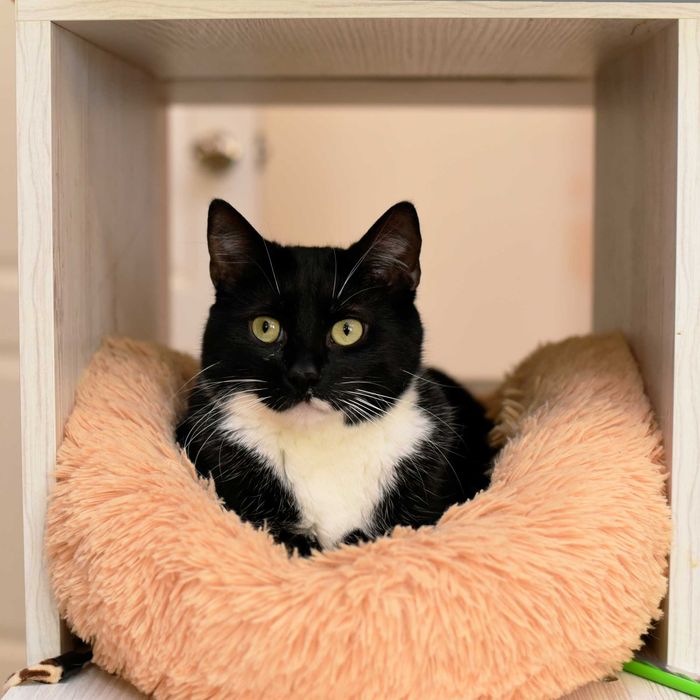 Замечательны, красивый кот Леклер