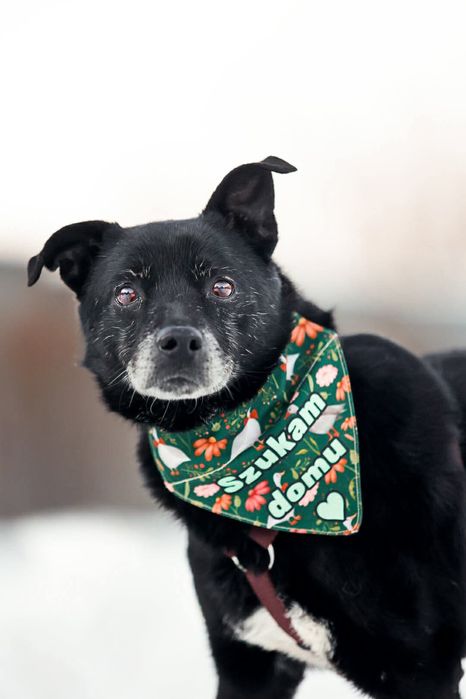 Starszy psiak Sorbet do adopcji