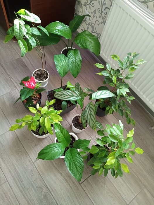 Кімнатні рослини! Фікуси, Спатифілуми. Великий розпродаж