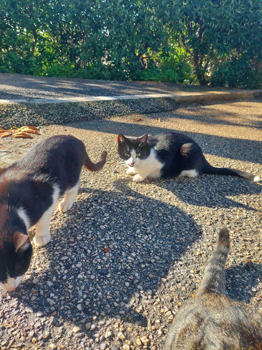 Gatinhos em adopção