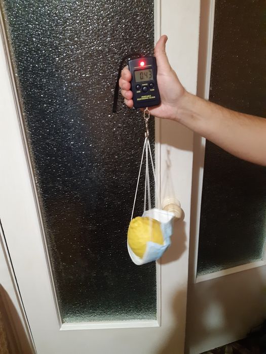 Продам сажанці плодоносящого лимона