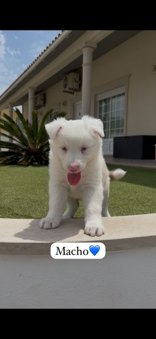 Border collie macho