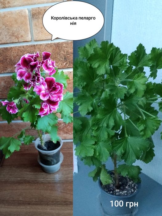 Пеларгонія королівська, калла, спатифілум, товстянка