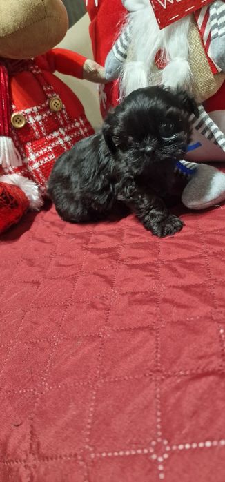 Macho Shih Tzu LOP e Afixo