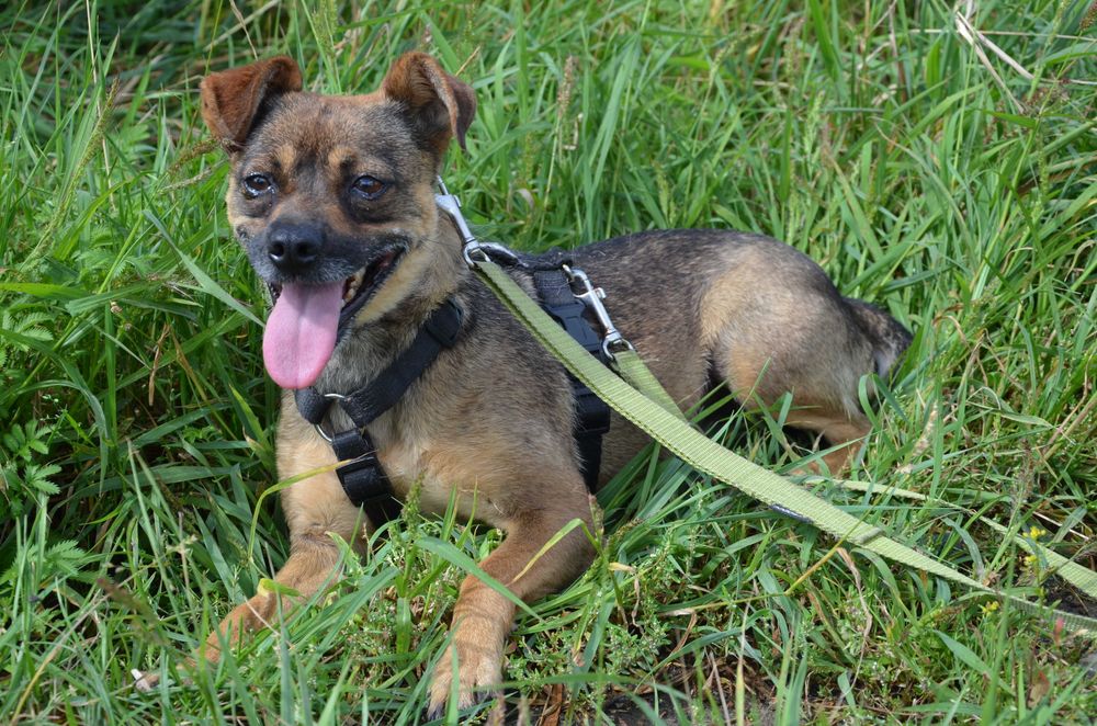 Sofia -mała, nieśmiała, zagubiona w schroniskowym hałasie  - adopcja.