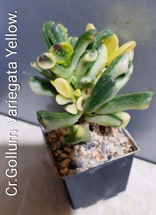 Рiдкiснi, колекцiйнi красули, грошовi дерева, сукуленти.