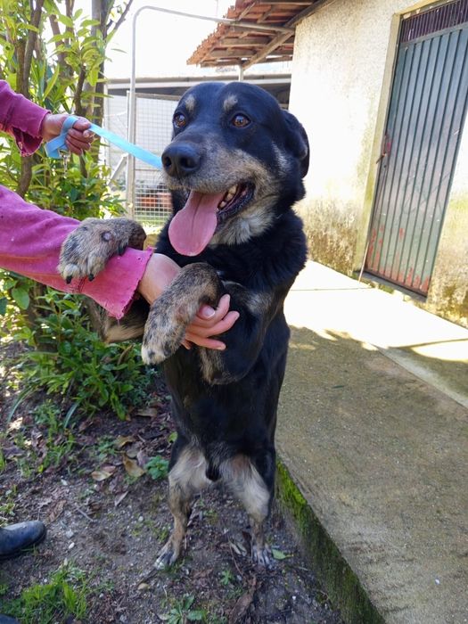 Cao de 6 aninhos para adopção 8