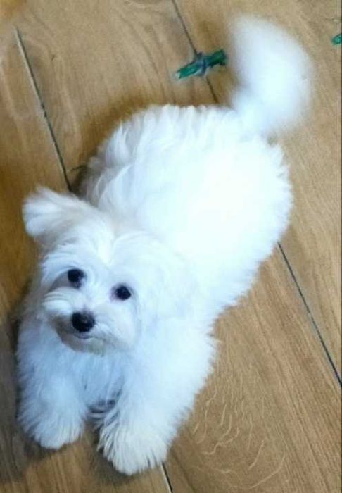 Мальтезе балонка