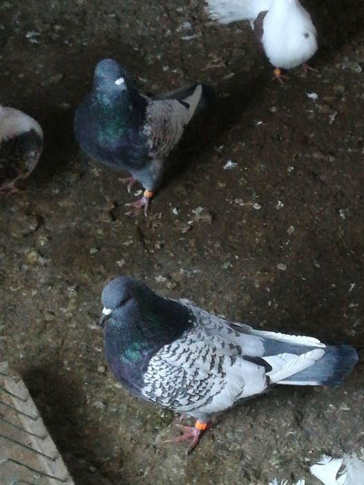 Gołębie ozdobne rasowe