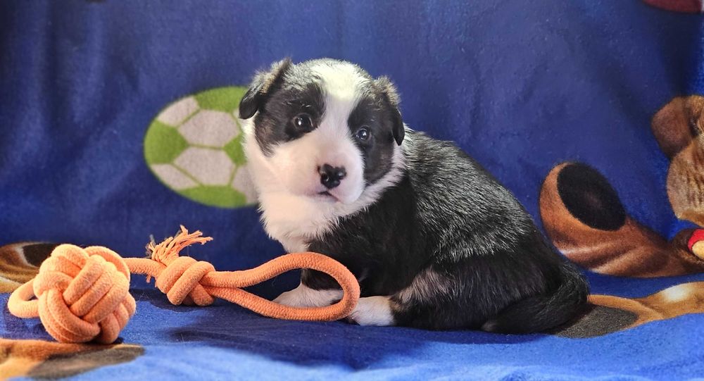 Chłopczyk welsh corgi cardigan