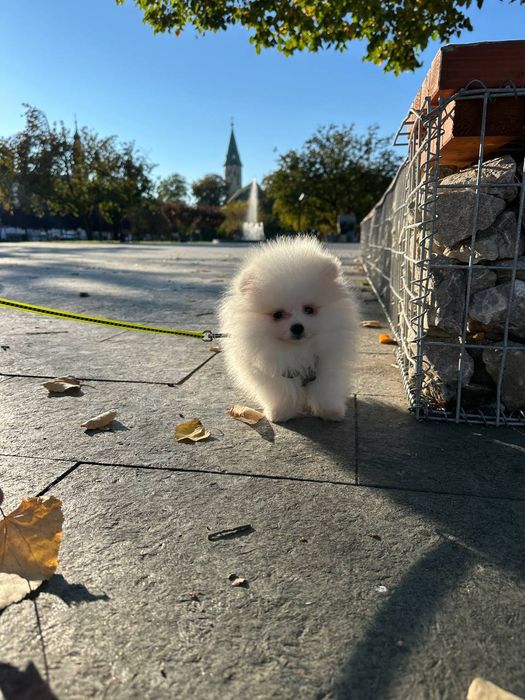 Продається міні шпіц