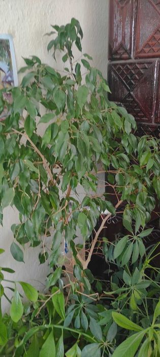 Акваріум з панорамним склом 300л.