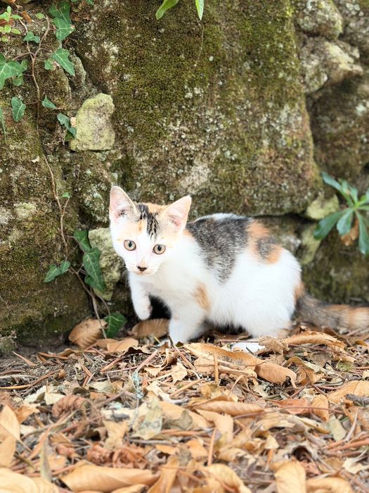 Doam-se dois gatinhos