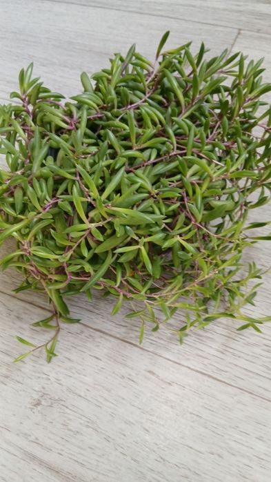 Крестовник оттон