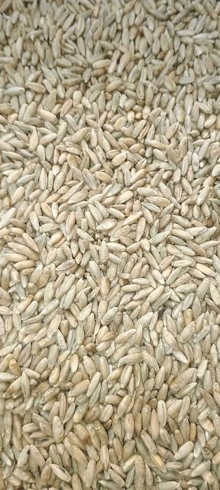 Продам пшеницю .