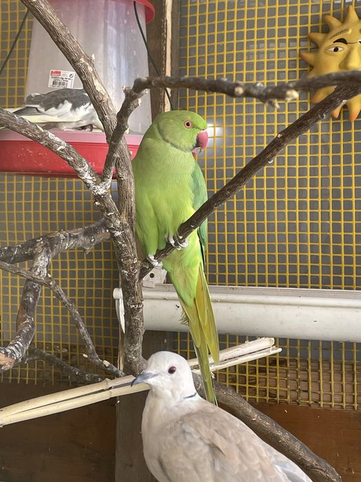 Lote de aves criadas a mao