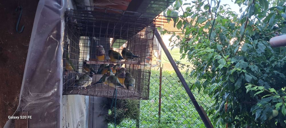 Vendo diamantes gold