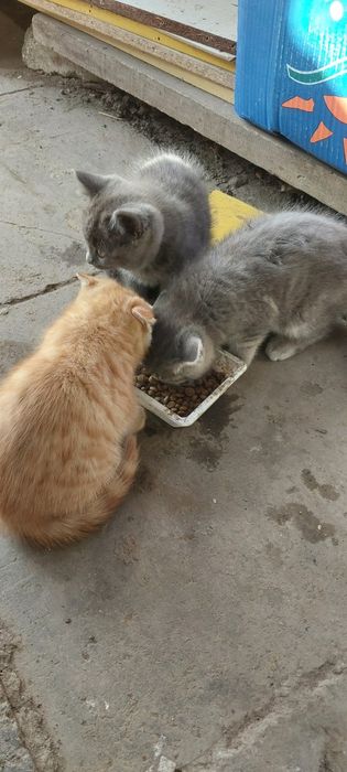 Бесплатно котята 1.5месяца
