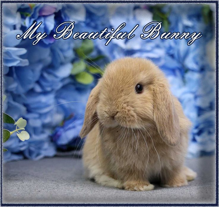 Piękny Królik Mini Lop - CREAM