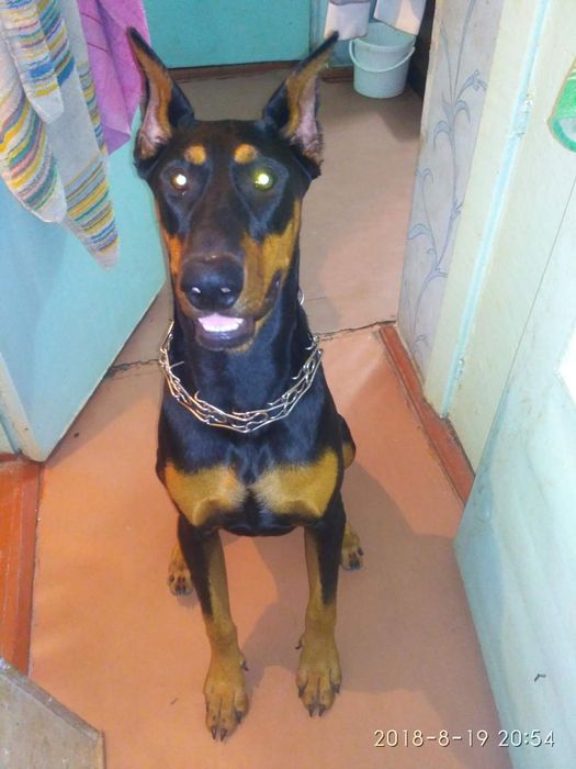 Доберман для вязки