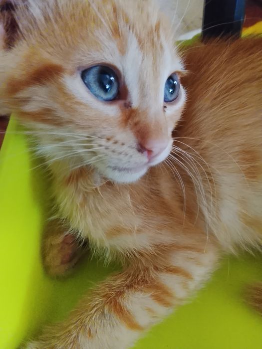 Gatinha laranja de olhos azuis