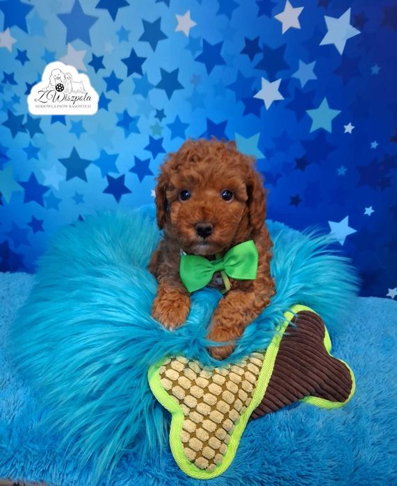 pudel toy miniatura piesek  do odbioru po 10 marca