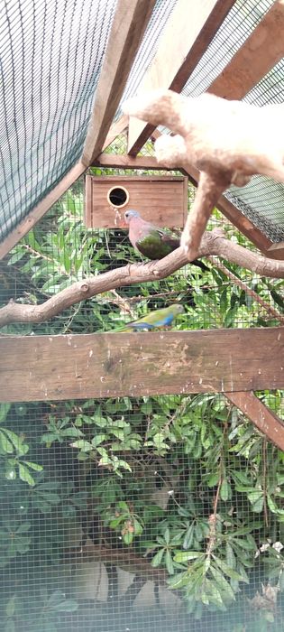 Vendo ou troco rolas esmeralda 2025