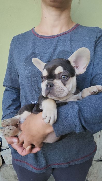 Buldog francuski. Piesek