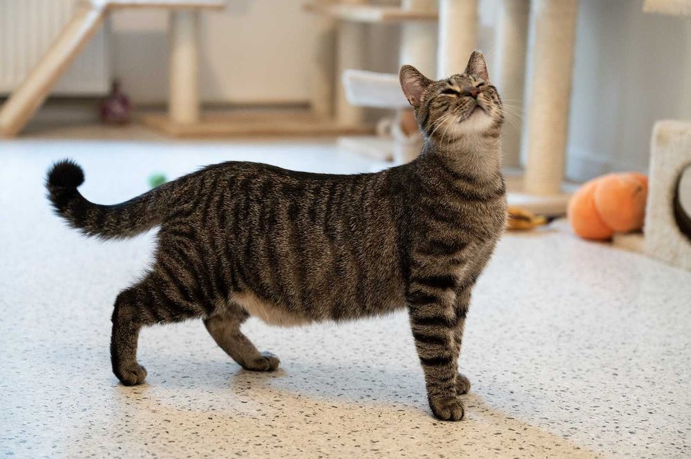 Kot do adopcji - TOBI, 1 rok (kot niewidomy)