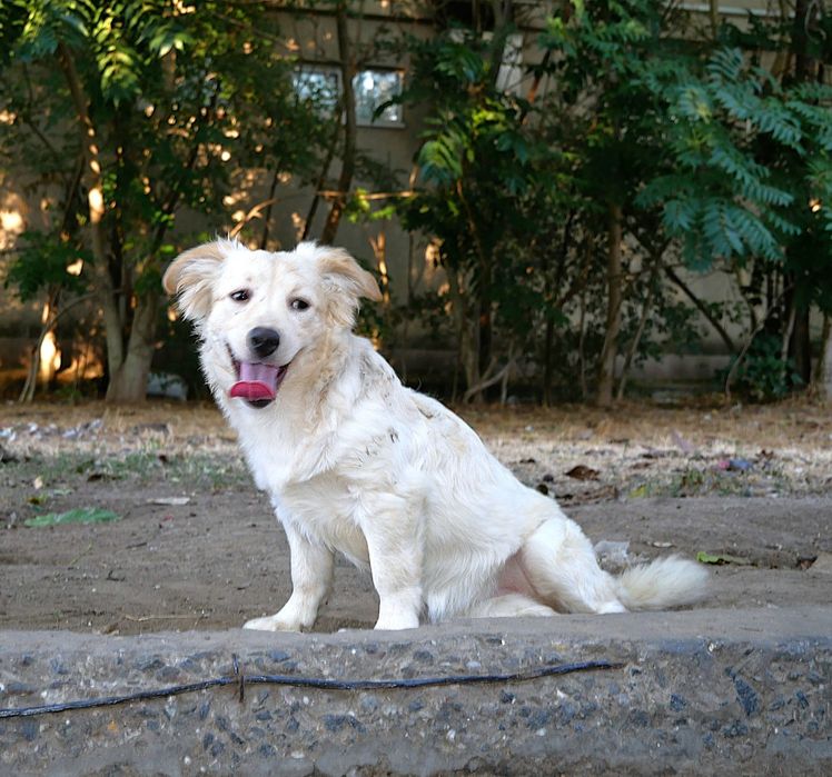 Біла маленька собачка в добрі руки