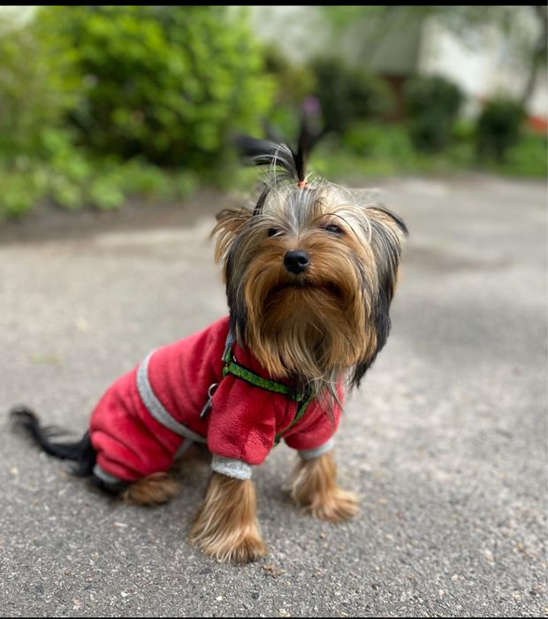 Вязка йорк стандарт