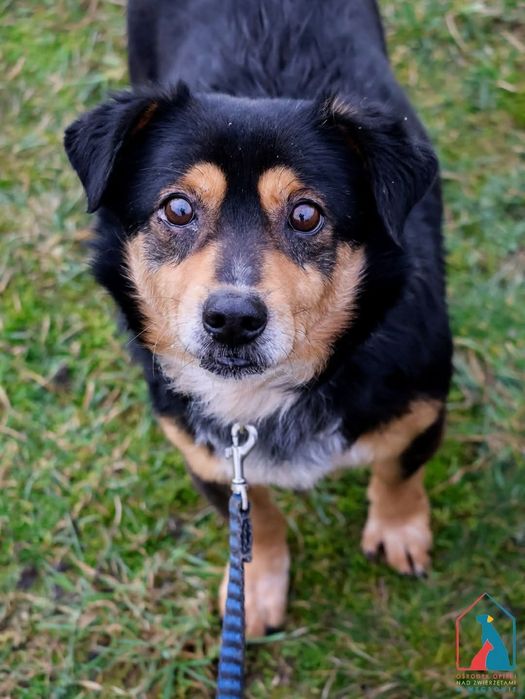 Żabcio 568/24 - SZUKA DOMU!