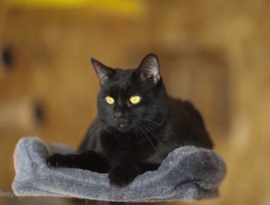 Красотулька кот Салем, чорный котик 1,5 года