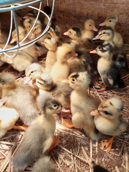 Sprzedam kaczory czubate i biegusy!