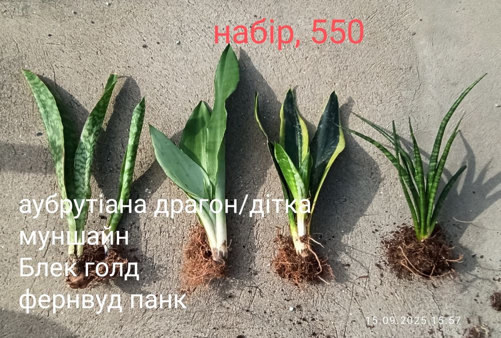 Сансевієрії ханні, циліндри, інші