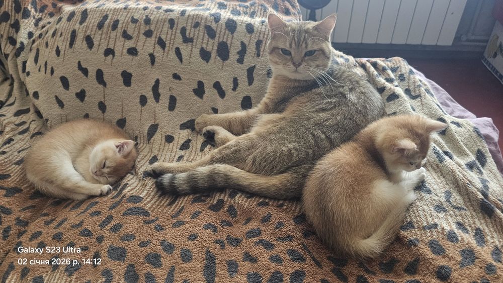 Кошенята Британська Шиншила Золотиста ,лишився котик, окрас світлий