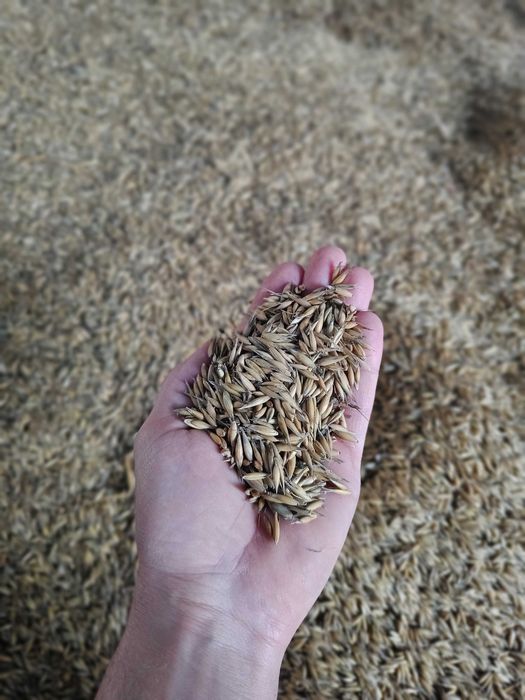 Owies Rambo z kwalifikatu