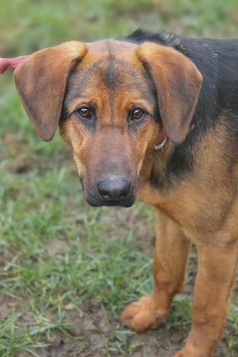 Oddam za darmo,do adopcji- śliczna Kora szuka domu.