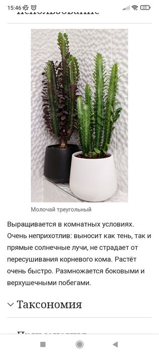 кактус молочай .