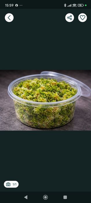 Mech sagnum 10 opakowań